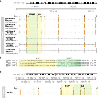 Neuromedins NMU and NMS: An Updated Overview of Their Functions